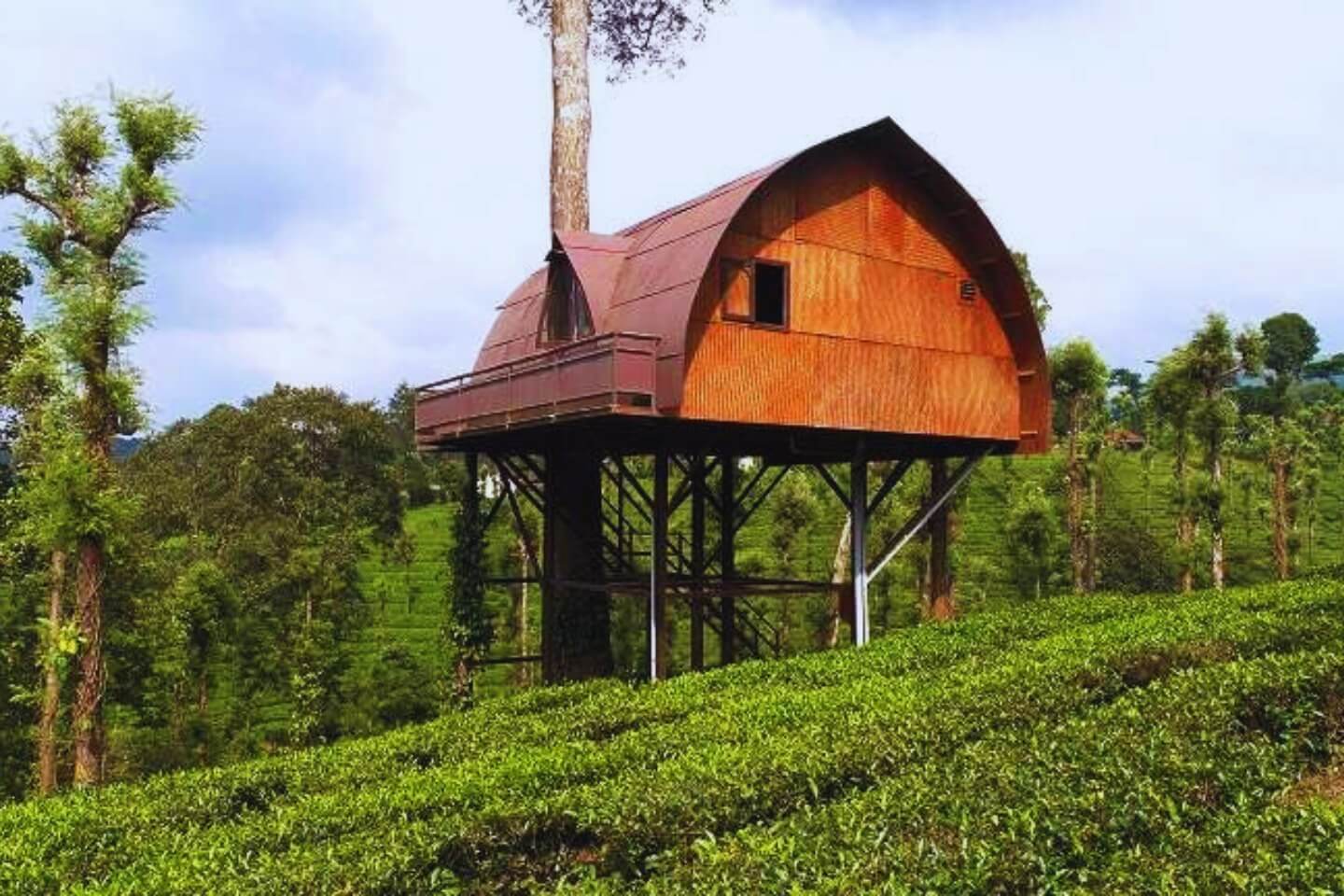 Wayanad Tea Estates Tour
